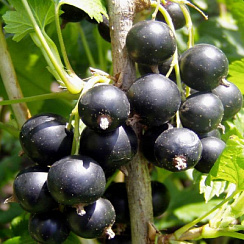 Смородина черная  'Спас' (Ribes nigrum 'Спас')