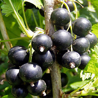 Смородина черная  'Спас' (Ribes nigrum 'Спас')