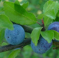 Тернослива 'Гордость Сибири' (Prunus hybr 'Гордость Сибири')