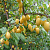 Слива домашняя 'Яхонтовая' (Prunus domestica 'Яхонтовая')