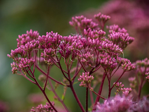 poskonnik-atropurpureum-eupatorium-atropurpureum-socvetie.jpg