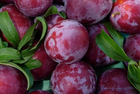 sliva-domashnyaya-evraziya-21-prunus-domestica-myakot-yarko-zheltaya-kislo-sladkaya