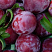 sliva-domashnyaya-evraziya-21-prunus-domestica-myakot-yarko-zheltaya-kislo-sladkaya