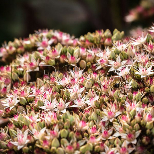 ochitok-telefium-matrona-sedum-telephium-matrona-socvetie.jpg