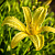 Лилейник 'Лемон Мэдилайн' (Hemerocallis 'Lemon Madeline')
