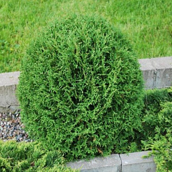 Туя западная 'Тайни Тим' (Thuja occidentalis 'Tiny Tim' )