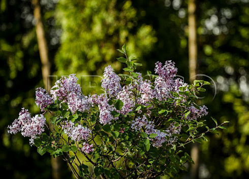 siren-mejera-palibin-syringa-meyeri-palibin-pobeg.jpg