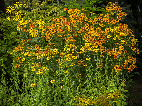 gelenium-osennij-otehm-faer-helenium-autumnale-autumn-fire-rastenie.jpg