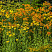 gelenium-osennij-otehm-faer-helenium-autumnale-autumn-fire-rastenie.jpg