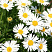 Астра альпийская 'White' (Aster alpinus)