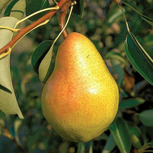 grusha-obyknovennaya-velesa-pyrus-communis-velesa-plody-1.jpg-1