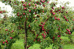 Яблоня домашняя 'Подарок Графскому' (Malus domestica 'Подарок Графскому')