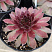 Sempervivum