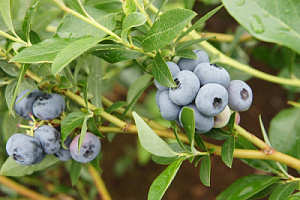 Голубика высокорослая 'Легаси' (Vaccinium corymbosum 'Legasy')