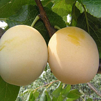 Слива обыкновенная 'Утро' (Prunus domestica 'Утро')