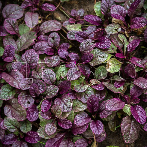 Живучка ползучая (Ajuga reptans)