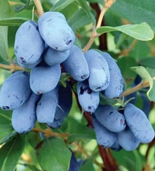 Жимолость съедобная 'Лакомка' (Lonicera caerulea 'Лакомка')