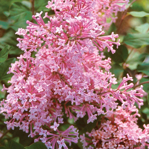 siren-gibridnaya-pink-perfyum-syringa-pink-perfume-cvetok