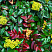 magoniya-padubolistnaya-mahonia-aquifolium-plody-bezopasny-dlya-cheloveka-i-zhivotnyh