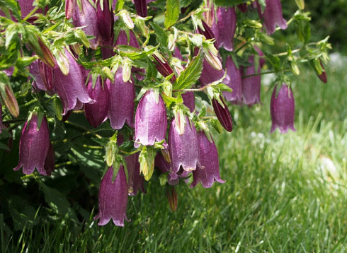 kolokolchik-tochechnyj-campanula-punctata-dekorativnoe-mnogoletnee-rastenie