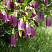 kolokolchik-tochechnyj-campanula-punctata-dekorativnoe-mnogoletnee-rastenie