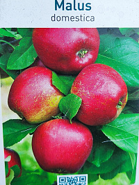 Яблоня домашняя 'Мелроуз' (Malus domestica 'Melrose')