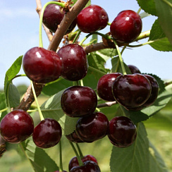 Вишня обыкновенная 'Жуковская' (Prunus vulgaris 'Жуковская')