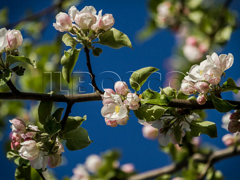 yablonya-domashnyaya-mantet-malus-domestica-cvetok.jpg