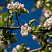 yablonya-domashnyaya-mantet-malus-domestica-cvetok.jpg