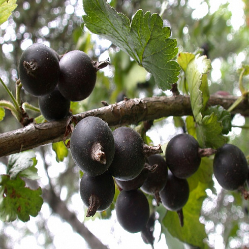 Joshta-Ribes-hybridum-yagody.jpg