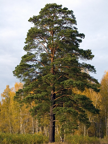 sosna-obyknovennaya-pinus-sylvestris-vzrosloe-derevo