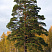 sosna-obyknovennaya-pinus-sylvestris-vzrosloe-derevo