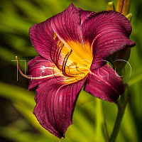 Лилейник 'Белла Лугози' (Hemerocallis 'Bela Lugosi')
