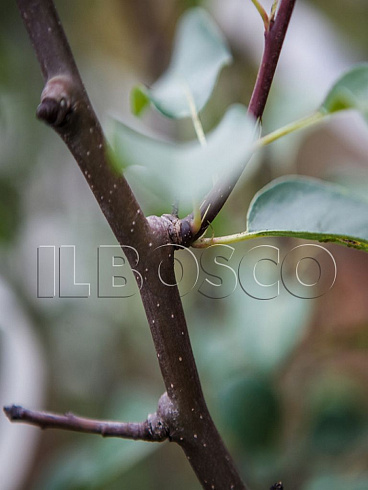 grusha-obyknovennaya-nika-pyrus-communis-kora.jpg