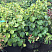 gortenziya-chereshkovaya-petiolaris-hydrangea-anomale-petiolaris-sazhency.jpg