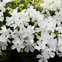 Флокс шиловидный (Phlox subulata)