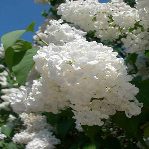 siren-obyknovennaya-monblan-syringa-vulgaris-montblanc-cvety-1.jpg-1