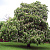 Каштан конский (Aesculus hippocastanum)