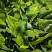 hosta-forchuna-hyacinthia-hosta-fortune-hyacinthia-listya.jpg