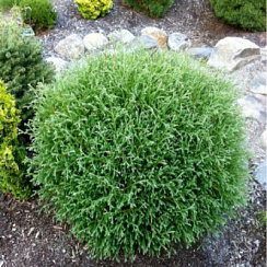 Туя западная 'Мистер Боулинг Болл' (Thuja occidentalis 'Mr.Bowling Ball')