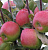 Яблоня домашняя 'Былина' (Malus domestica 'Былина')
