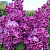 Сирень обыкновенная 'Знамя Ленина' (Syringa vulgaris 'Znamya Lenina')