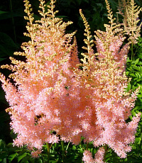 Астильба Арендса 'Панк Рок' (Astilbe arendsii 'Punk Rock')