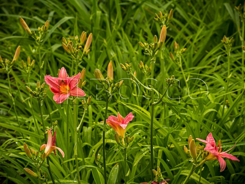 lilejnik-pink-damask-hemerocallis-pink-damask-cvetonos.jpg