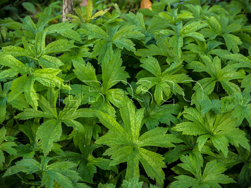 anemona-lesnaya-anemone-sylvestris-cvety.jpg