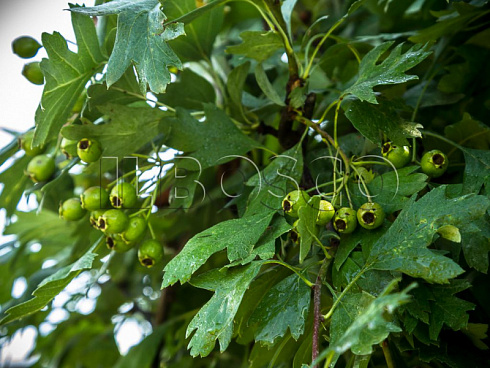boyaryshnik-odnopestichnyj-crataegus-monogyna-listya.jpg