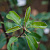 Груша обыкновенная 'Ника' (Pyrus communis 'Ника')