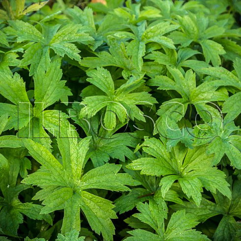 anemona-lesnaya-anemone-sylvestris-listya.jpg