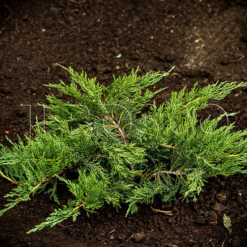 mozhzhevelnik-kazackij-tamariscifoliya-juniperus-sabina-tamariscifolia-sazhenec.jpg