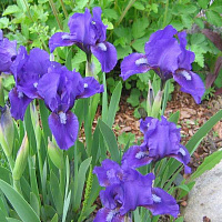 Ирис карликовый в сортах (Iris pumila в сортах)